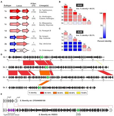 The evolutionary diversification of the Salmonella artAB toxin locus